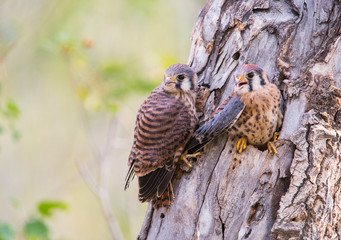 Wyoming, Sublette County, American Kestrels fledging nest.