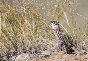 USA, Wyoming, Sublette County, Least Chipmunk gathering grass seed heads