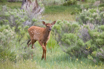 WY, Yellowstone National Park, Elk calf walking in meadow
