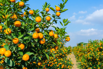 Vibrant orange citrus fruits on a Kumquat tree against blue sky