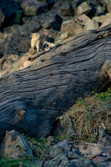 USA, Wyoming. Pika (Ochotona Minor) on alert near hay pile, Bridger National Forest.