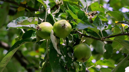 Three green apples on the apple tree