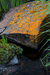 USA, Wyoming. Lichen covered rock with grasses, Bridger National Forest