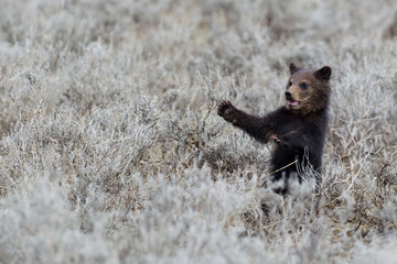 Grizzly Bear Cub, Yellowstone National Park.