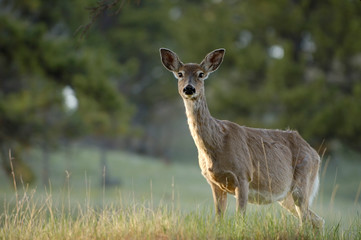 Naklejka na ściany i meble Mule deer (Odocoileus hemionus) Wyoming. USA