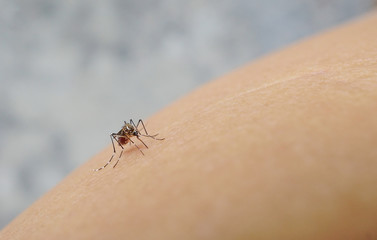 Mosquito sucking blood on human skin cause sick, Malaria,Dengue,Chikungunya,Mayaro fever,Dangerous Zica virus,influenza,Zika virus