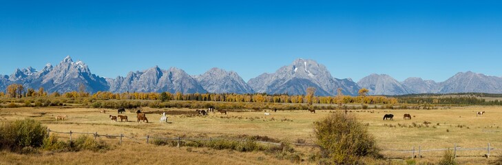 Horses and Grand Teton Mountain Range in fall, Grand Teton National Park, Wyoming