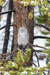 Great Gray Owl (Strix Nebulosa) in snowstorm, Yellowstone National Park, Wyoming