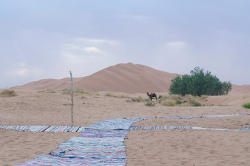 Dromedary in Sahara desert in Marocco