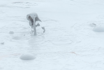 USA, Wyoming, Yellowstone National Park, Fountain Paint Pot