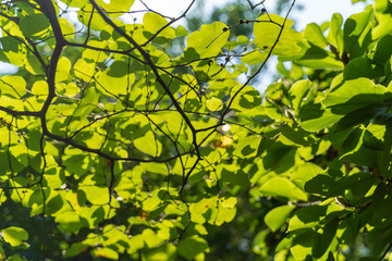 Obraz premium ダイコウバイ