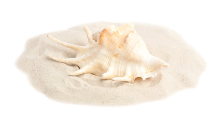 Pile of beach sand with sea shell on white background