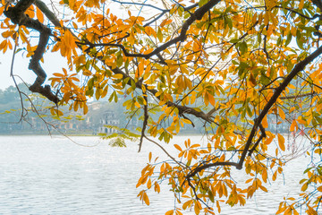 Yellow red leaves on branches in Hanoi. The "leaf change" season at Hoan Kiem lake, center of Hanoi