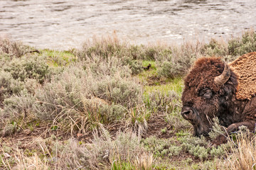 Bison Resting Near Water