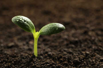Green seedling with water drops on leaves growing in soil, closeup. Space for text