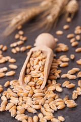 Heap of rye or wheat grains and ears of cereal in background