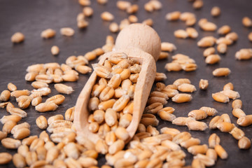 Closeup of rye or wheat grains on scoop, concept ot agriculture