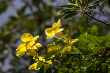  Yellow Allamanda flower  with green leaf