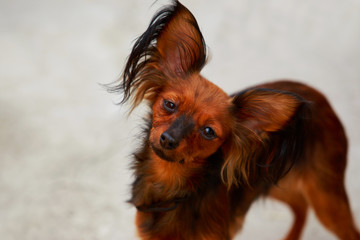 Dog breed Russian toy terrier