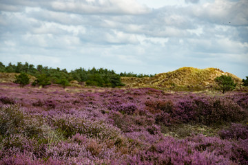 The heather blooms in the dunes on the island of Fanø on the Danish west coast and on the North Sea