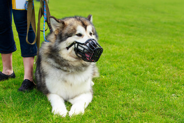 Dog breed Alaskan Malamute
