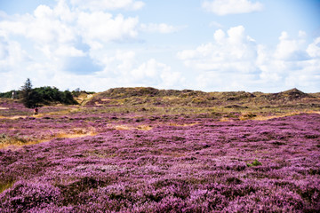 The heather blooms in the dunes on the island of Fanø on the Danish west coast and on the North Sea