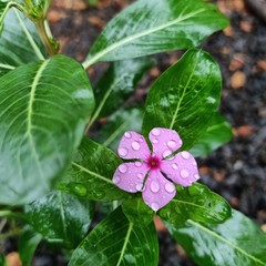 flower in the garden