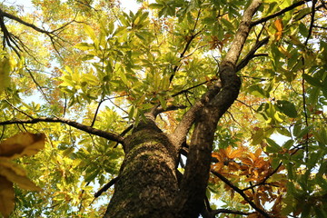 樹木も見上げる