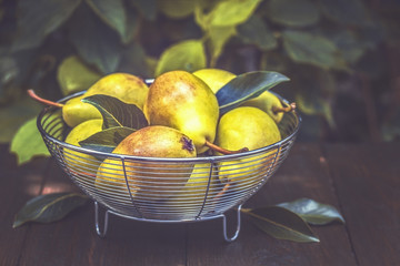 fresh pears closeup. autumn background with a harvest of pears.
