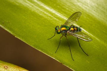 fly on leaf