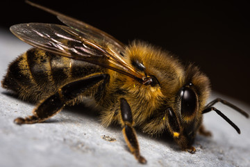 Bee on stone