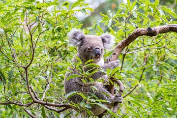 koala in tree
