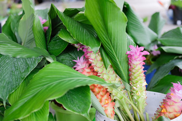 siam tulip flower for arrangement in shop. florist workplace
