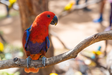 Red Eclectus Parrot on tree.