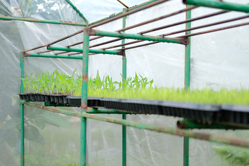Fototapeta premium seedling plant growing in nursery greenhouse