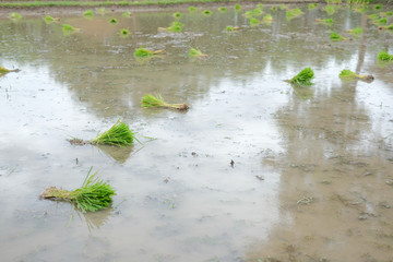 rice seedlings for growing in paddy field
