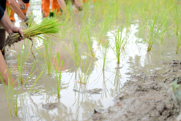 farmer growing rice in paddy field, people planting seedling