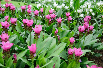 siam tulip flower garden field