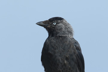 A head shot of a beautiful Jackdaw, Corvus monedula, with a blue sky background.