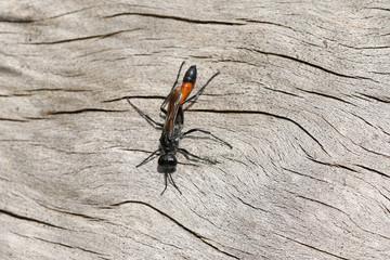 A hunting Red Banded Sand Wasp,  Ammophila sabulosa, perching on a dead tree trunk.