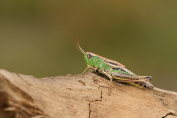 A pretty Meadow Grasshopper, Chorthippus parallelus, perching on branch in heath land.