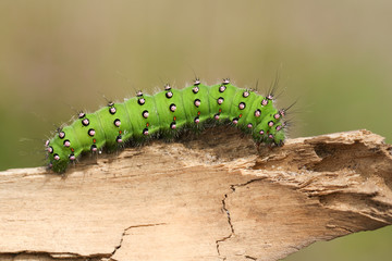 A beautiful  Emperor moth Caterpillar, Saturnia pavonia, walking over a piece of wood in heath land.