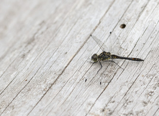 A pretty male Black Darter Dragonfly, Sympetrum danae, perching on  a wooden boardwalk.