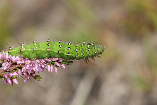 A beautiful  Emperor moth Caterpillar, Saturnia pavonia, feeding on a heather plant.