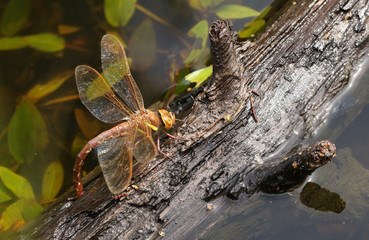 A female Brown Hawker Dragonfly, Aeshna grandis, laying eggs on a branch that is floating in a...