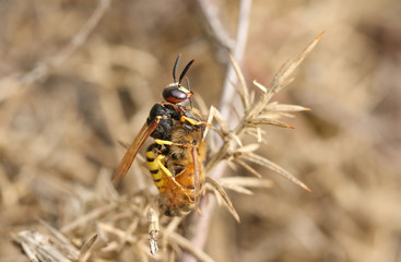 A Bee Wolf Wasp, Philanthus triangulum, with its prey that it has just caught a worker honey bee, Apis mellifera, perched on a Gorse Bush.