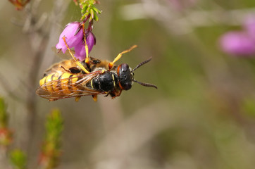A Bee Wolf Wasp, Philanthus triangulum, with its prey that it has just caught a worker honey bee, Apis mellifera, perched on a Heather flower.