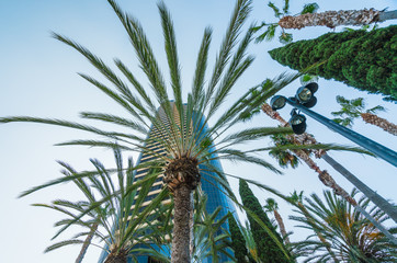 San Diego Modern Buildings , and Palm Trees. Low Angle View. San Diego Downtown, Marina District, California