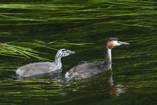 A beautiful Great crested Grebe, Podiceps cristatus, and its cute baby swimming in a fast flowing river.