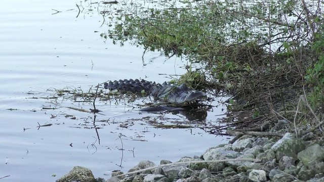 alligator with a large softshell turtle in its jaws